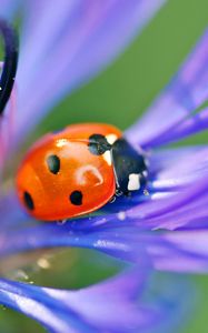 Preview wallpaper ladybird, flower, petals, grass