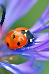 Preview wallpaper ladybird, flower, petals, grass