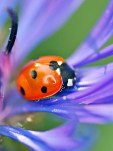 Preview wallpaper ladybird, flower, petals, grass