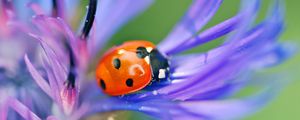 Preview wallpaper ladybird, flower, petals, grass