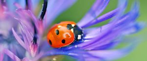 Preview wallpaper ladybird, flower, petals, grass