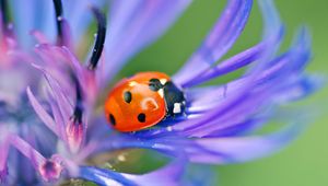 Preview wallpaper ladybird, flower, petals, grass