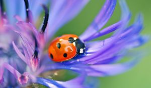 Preview wallpaper ladybird, flower, petals, grass