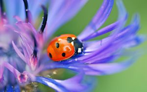 Preview wallpaper ladybird, flower, petals, grass