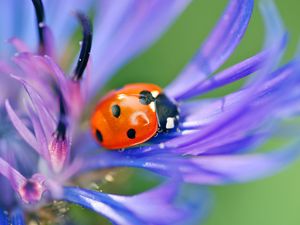 Preview wallpaper ladybird, flower, petals, grass