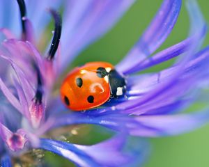 Preview wallpaper ladybird, flower, petals, grass