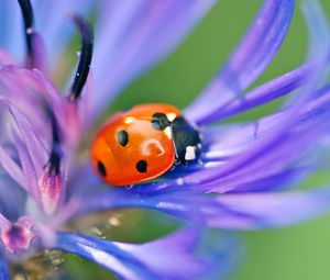 Preview wallpaper ladybird, flower, petals, grass