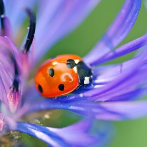 Preview wallpaper ladybird, flower, petals, grass