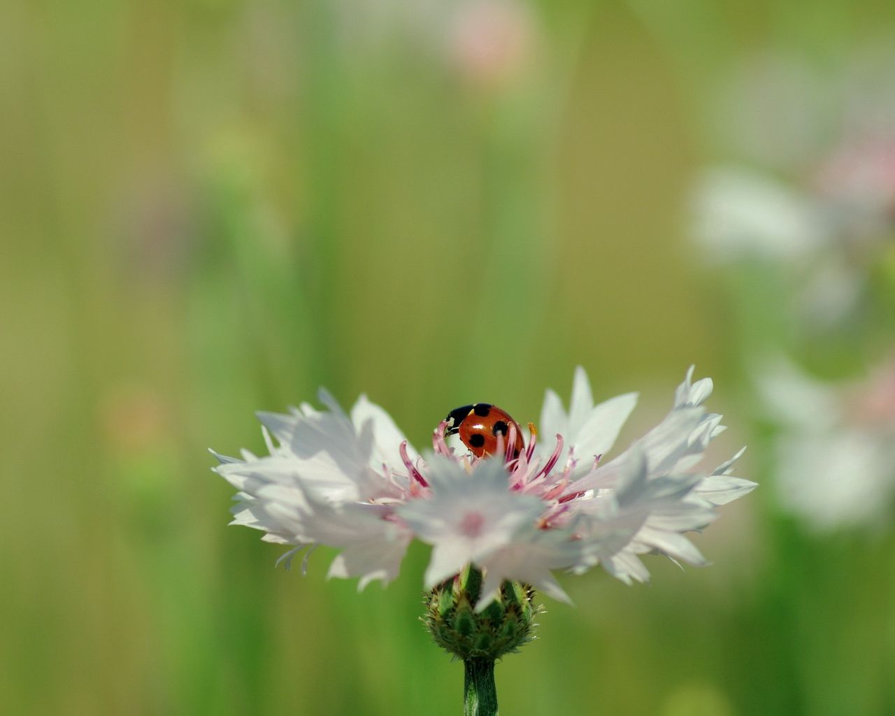 Download Wallpaper 1280x1024 Ladybird, Flower, Petals, Plant Standard 5 ...