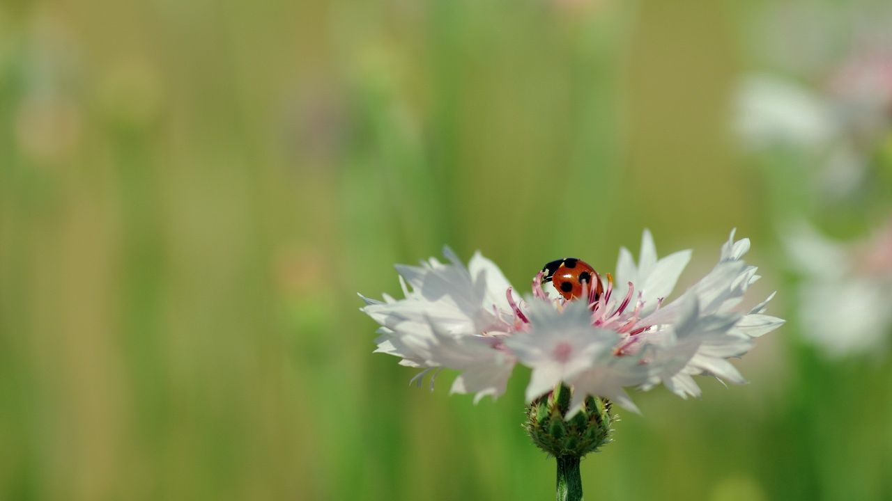 Wallpaper ladybird, flower, petals, plant