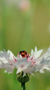 Preview wallpaper ladybird, flower, petals, plant
