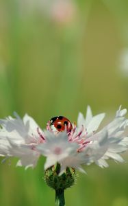 Preview wallpaper ladybird, flower, petals, plant