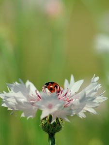 Preview wallpaper ladybird, flower, petals, plant