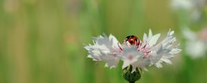 Preview wallpaper ladybird, flower, petals, plant