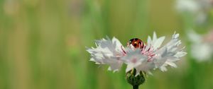 Preview wallpaper ladybird, flower, petals, plant