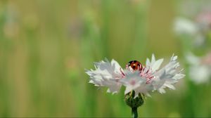 Preview wallpaper ladybird, flower, petals, plant