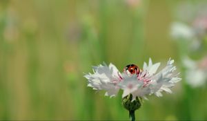 Preview wallpaper ladybird, flower, petals, plant