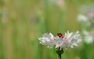 Preview wallpaper ladybird, flower, petals, plant