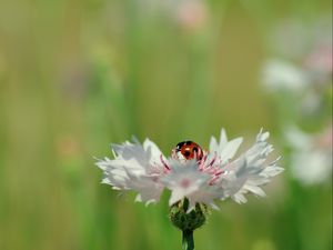 Preview wallpaper ladybird, flower, petals, plant