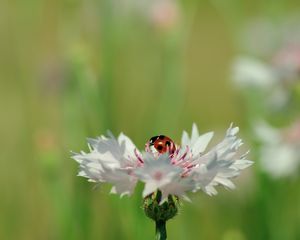 Preview wallpaper ladybird, flower, petals, plant