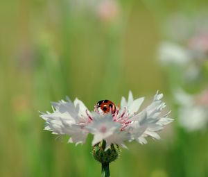 Preview wallpaper ladybird, flower, petals, plant