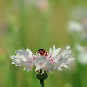 Preview wallpaper ladybird, flower, petals, plant