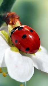 Preview wallpaper ladybird, flower, petals