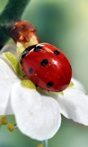 Preview wallpaper ladybird, flower, petals