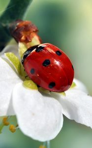 Preview wallpaper ladybird, flower, petals