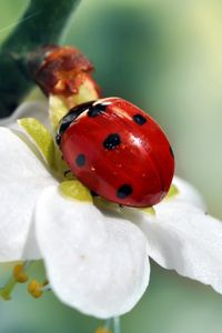 Preview wallpaper ladybird, flower, petals