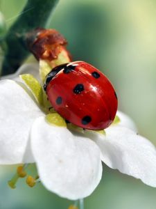 Preview wallpaper ladybird, flower, petals