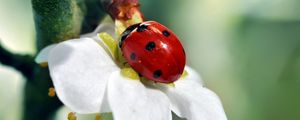 Preview wallpaper ladybird, flower, petals