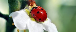 Preview wallpaper ladybird, flower, petals