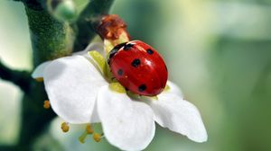 Preview wallpaper ladybird, flower, petals