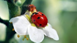 Preview wallpaper ladybird, flower, petals