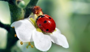 Preview wallpaper ladybird, flower, petals