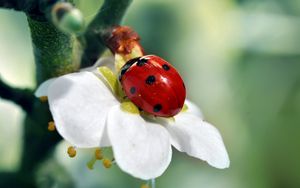 Preview wallpaper ladybird, flower, petals