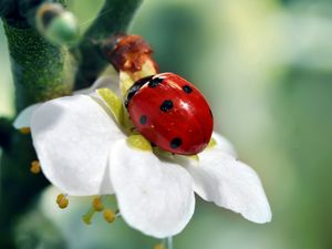 Preview wallpaper ladybird, flower, petals