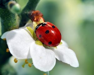 Preview wallpaper ladybird, flower, petals