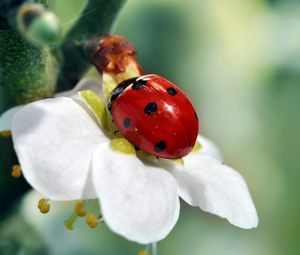 Preview wallpaper ladybird, flower, petals