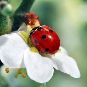 Preview wallpaper ladybird, flower, petals