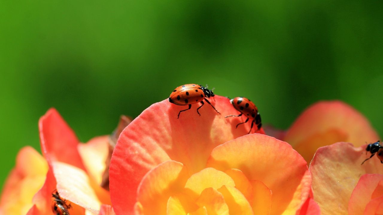 Wallpaper ladybird, flower, petals, climbing