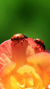 Preview wallpaper ladybird, flower, petals, climbing