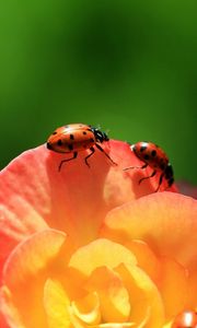 Preview wallpaper ladybird, flower, petals, climbing