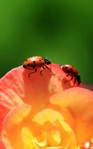 Preview wallpaper ladybird, flower, petals, climbing