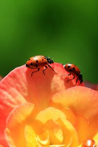 Preview wallpaper ladybird, flower, petals, climbing