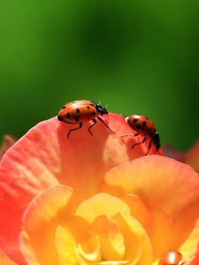 Preview wallpaper ladybird, flower, petals, climbing