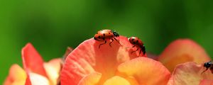 Preview wallpaper ladybird, flower, petals, climbing