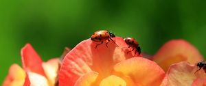 Preview wallpaper ladybird, flower, petals, climbing