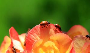 Preview wallpaper ladybird, flower, petals, climbing